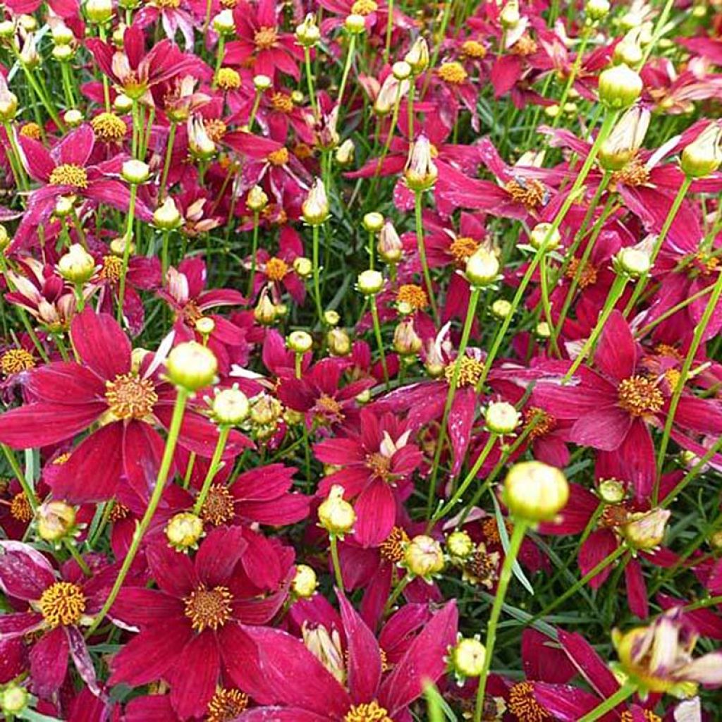 Coreopsis verticilliata Red Satin