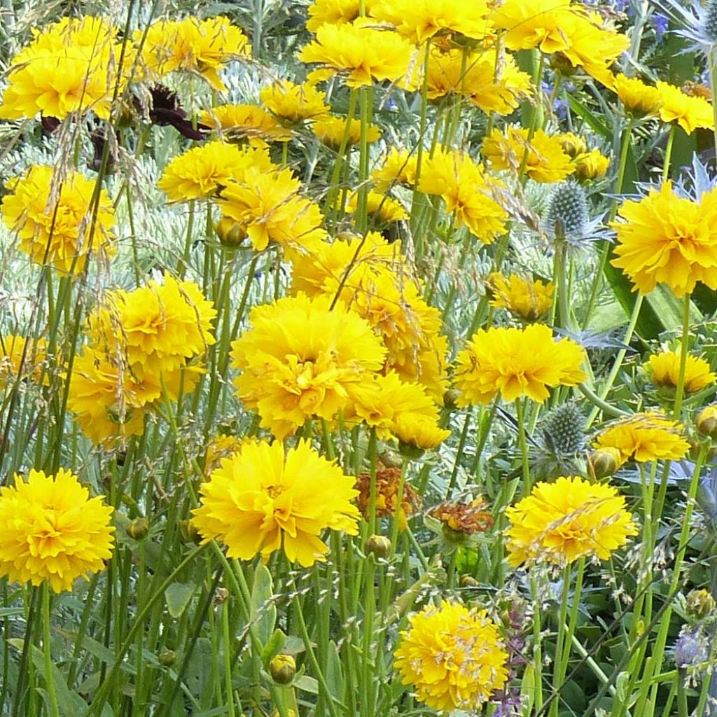 Coreopsis alpinus Early Sunrise