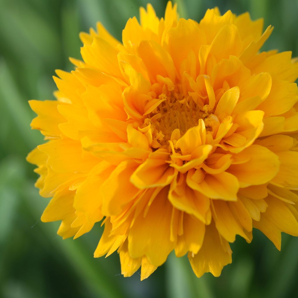 Coreopsis alpinus Early Sunrise