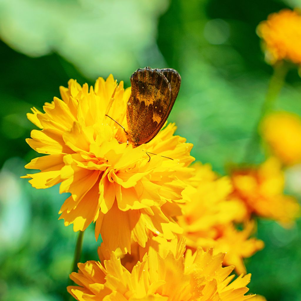 Coreopsis alpinus Early Sunrise