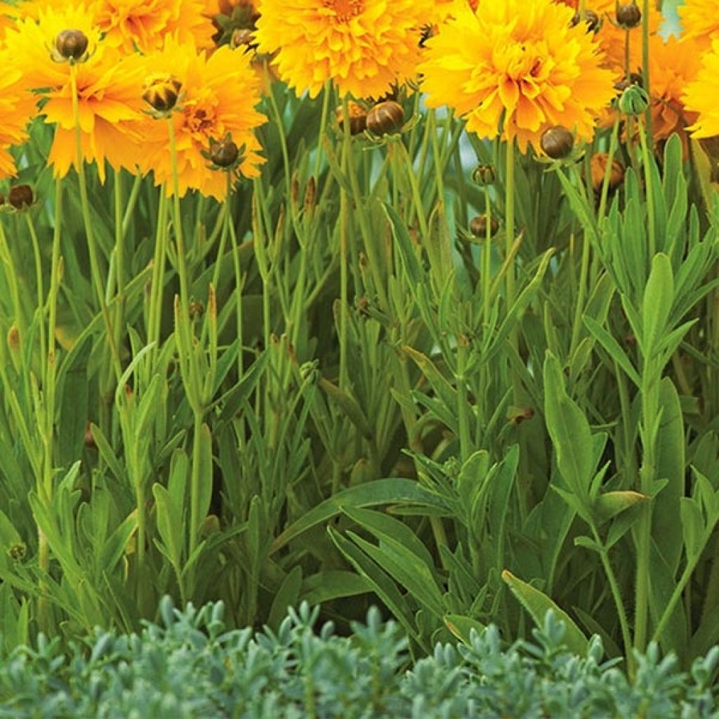 Coreopsis grandiflora Badengold