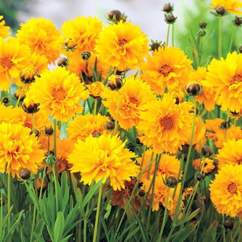 Coreopsis grandiflora Badengold