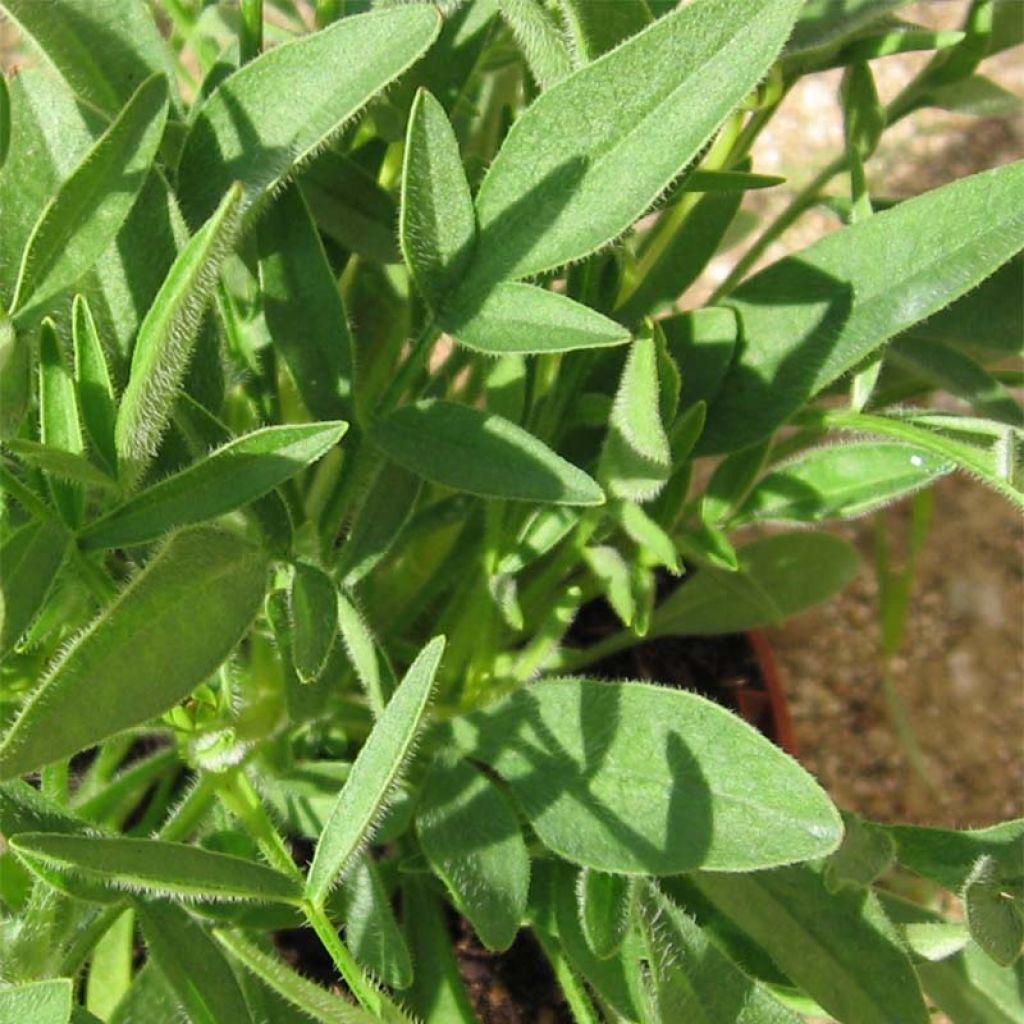 Coreopsis grandiflora Louis dOr