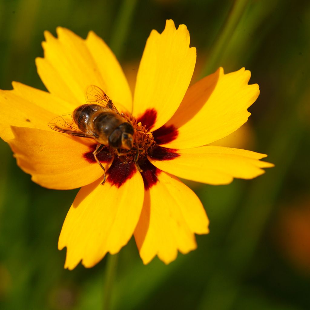 Coreopsis lanceolata Sterntaler
