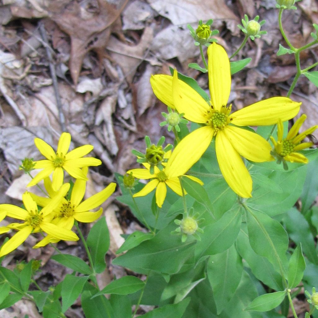 Coreopsis grandiflora - Tickseed