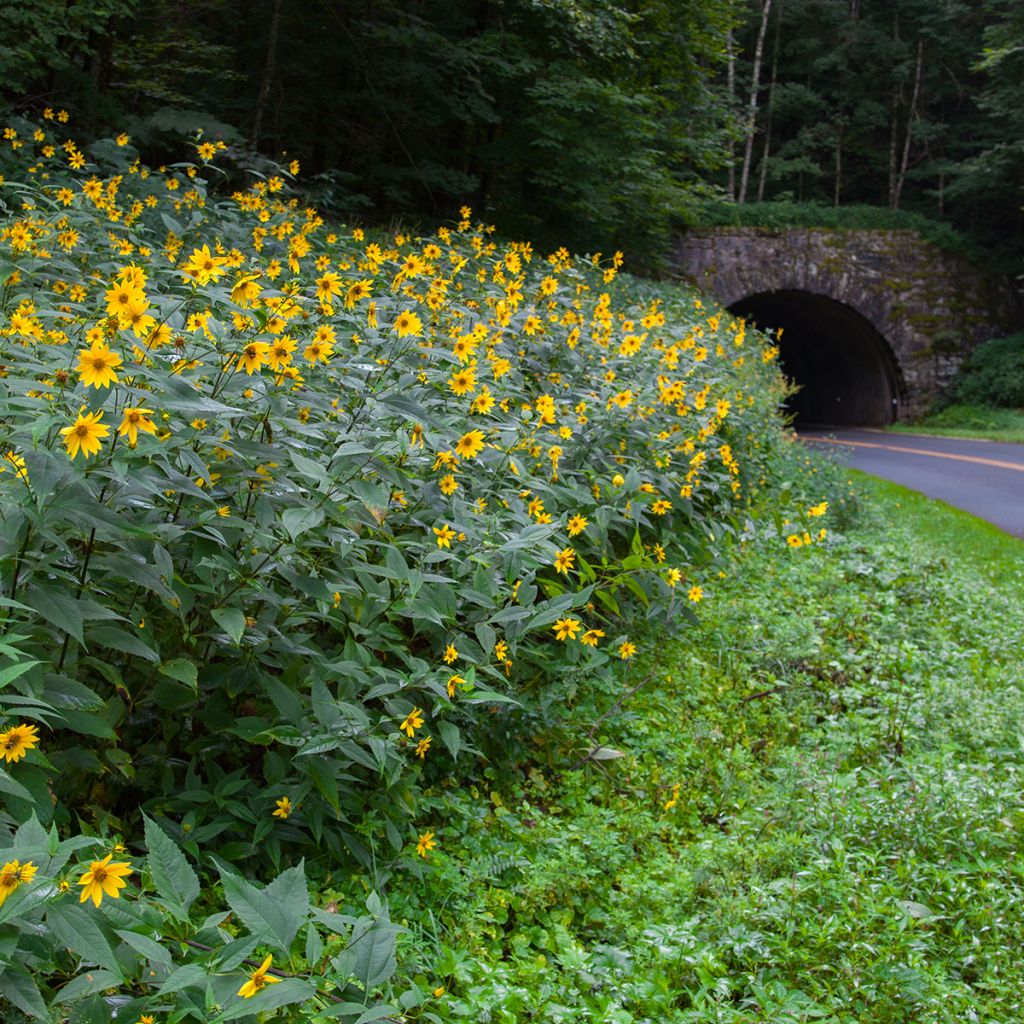 Coreopsis grandiflora - Tickseed