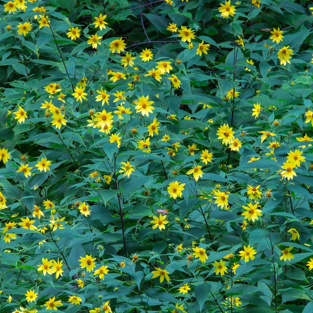 Coreopsis grandiflora - Tickseed