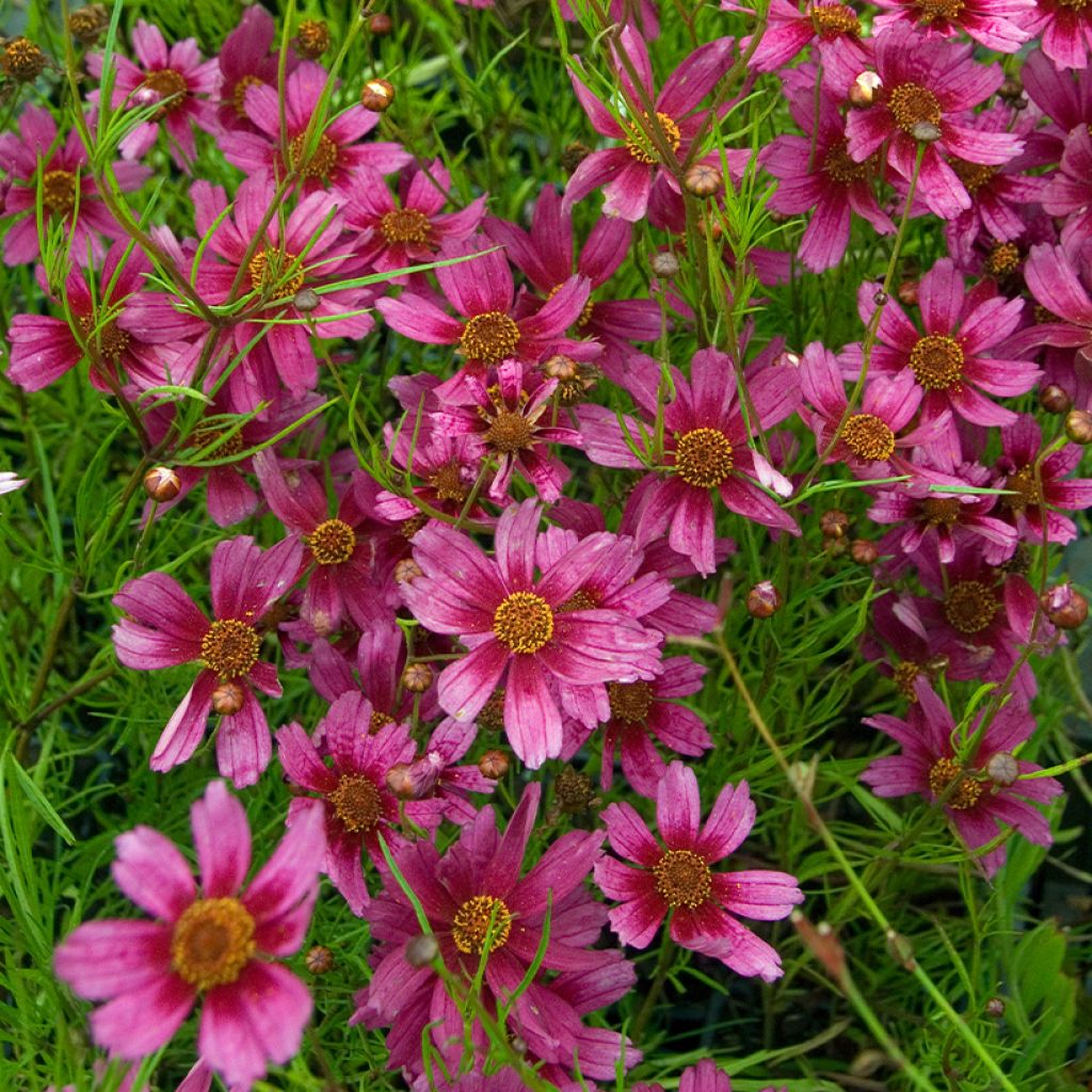 Coreopsis rosea Heavens Gate