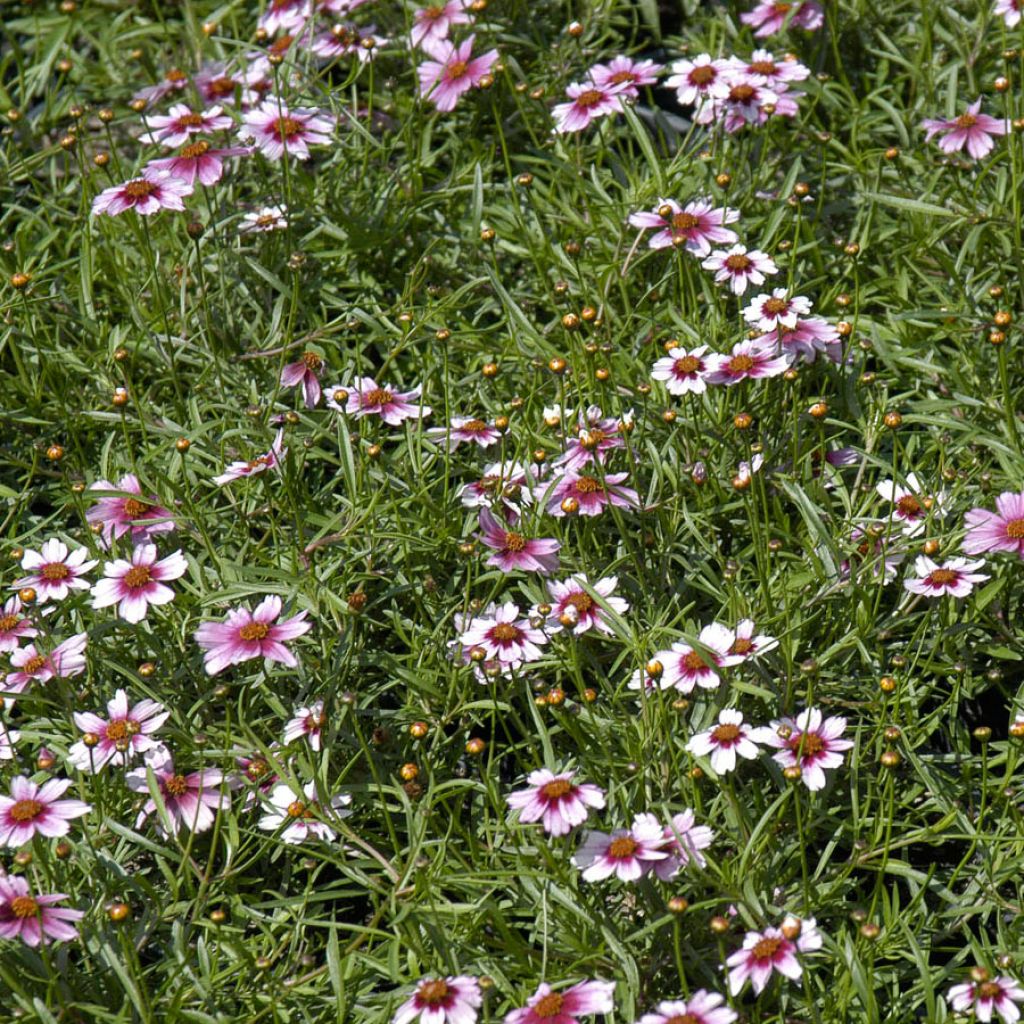 Coreopsis rosea Sweet Dreams