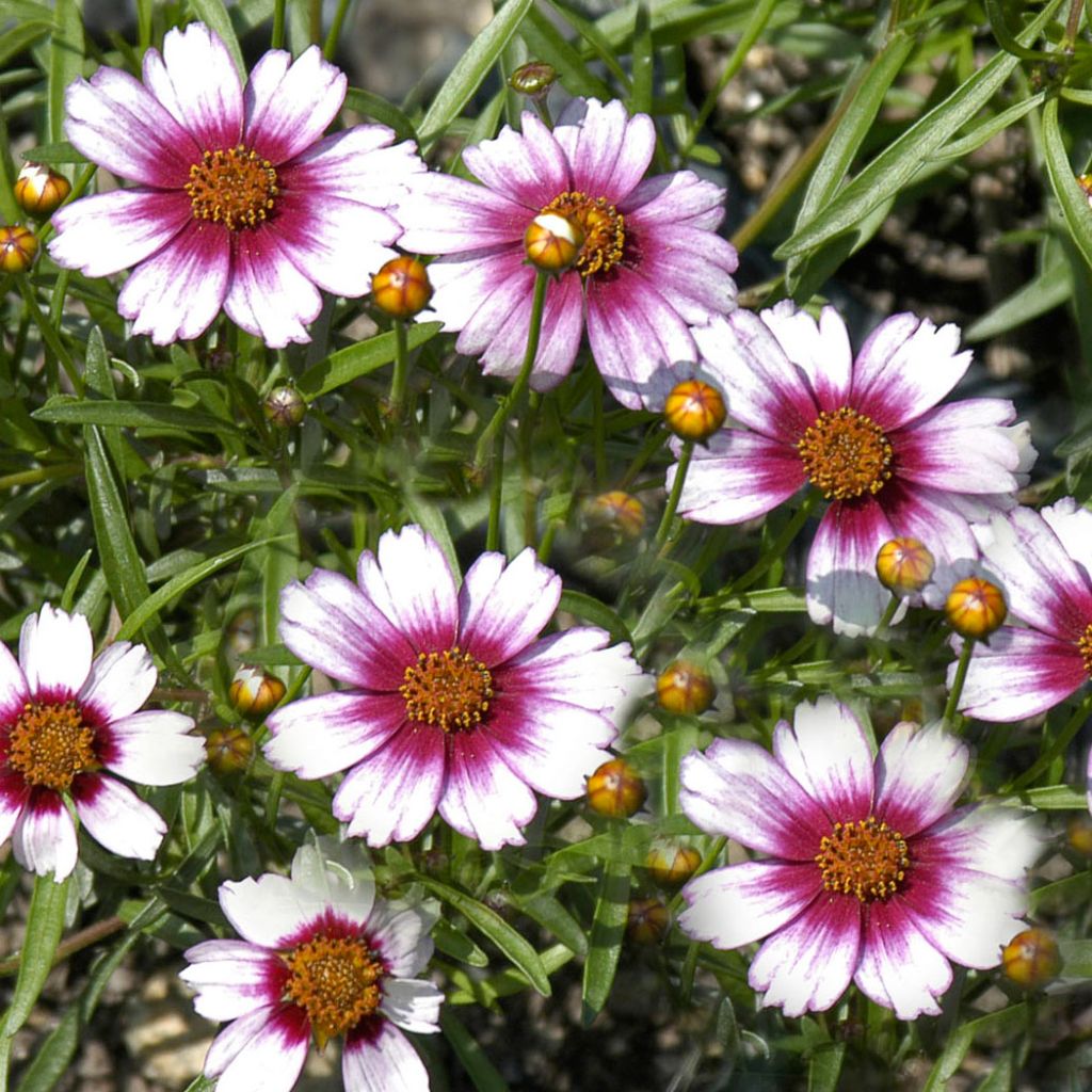 Coreopsis rosea Sweet Dreams