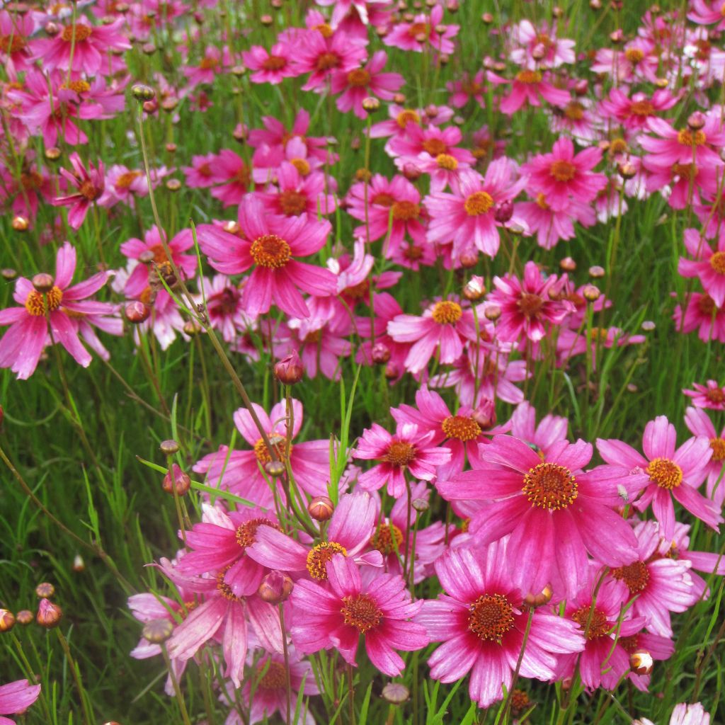 Coreopsis rosea Heavens Gate