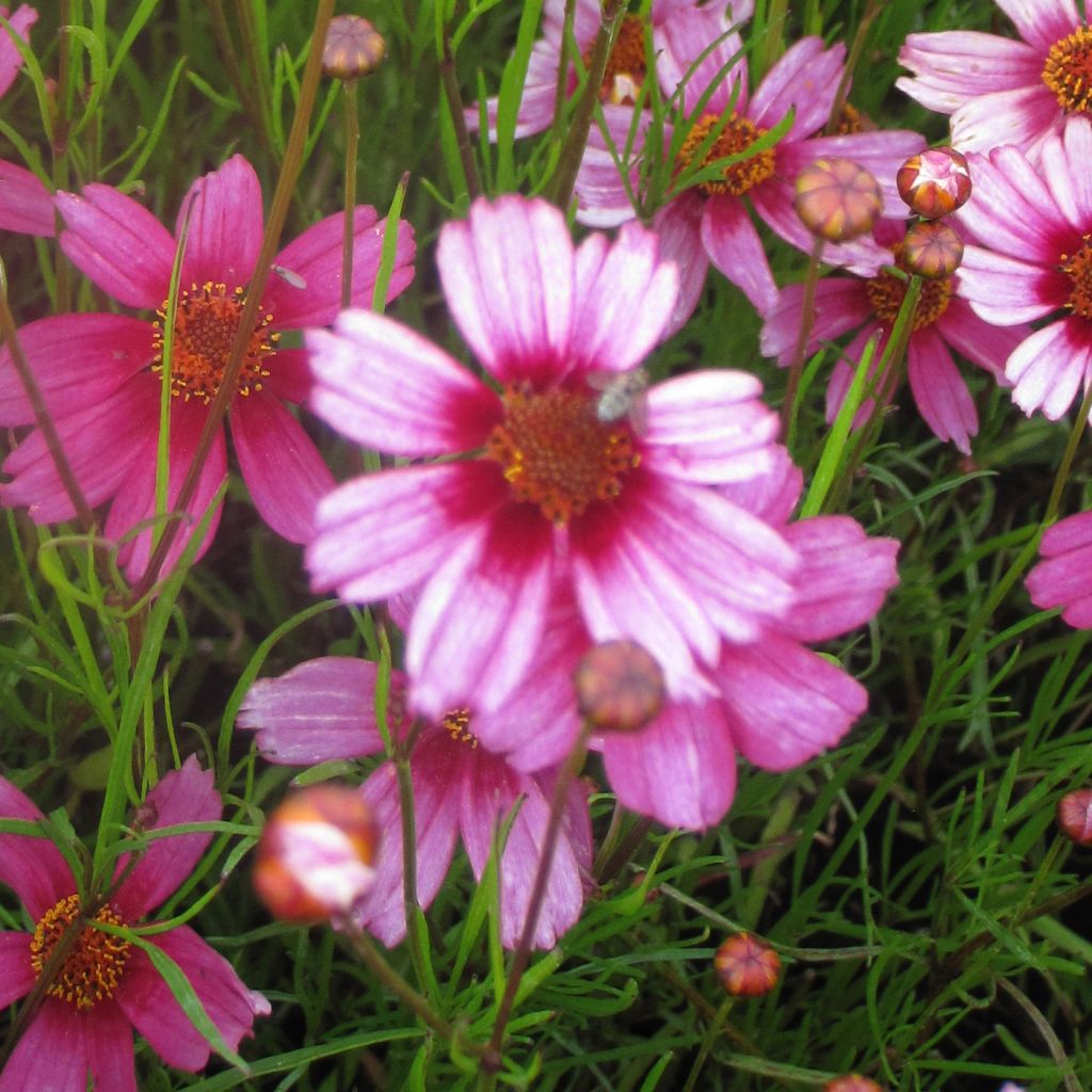 Coreopsis rosea Heavens Gate