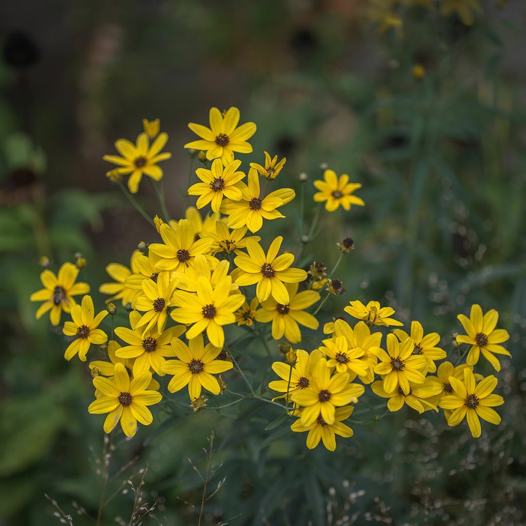 Coreopsis tripteris