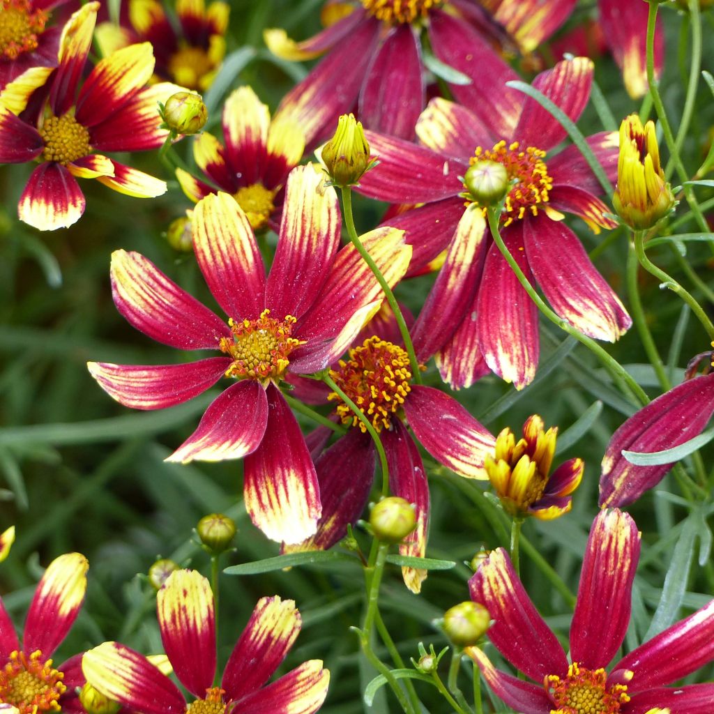 Coreopsis verticillata Bengal Tiger