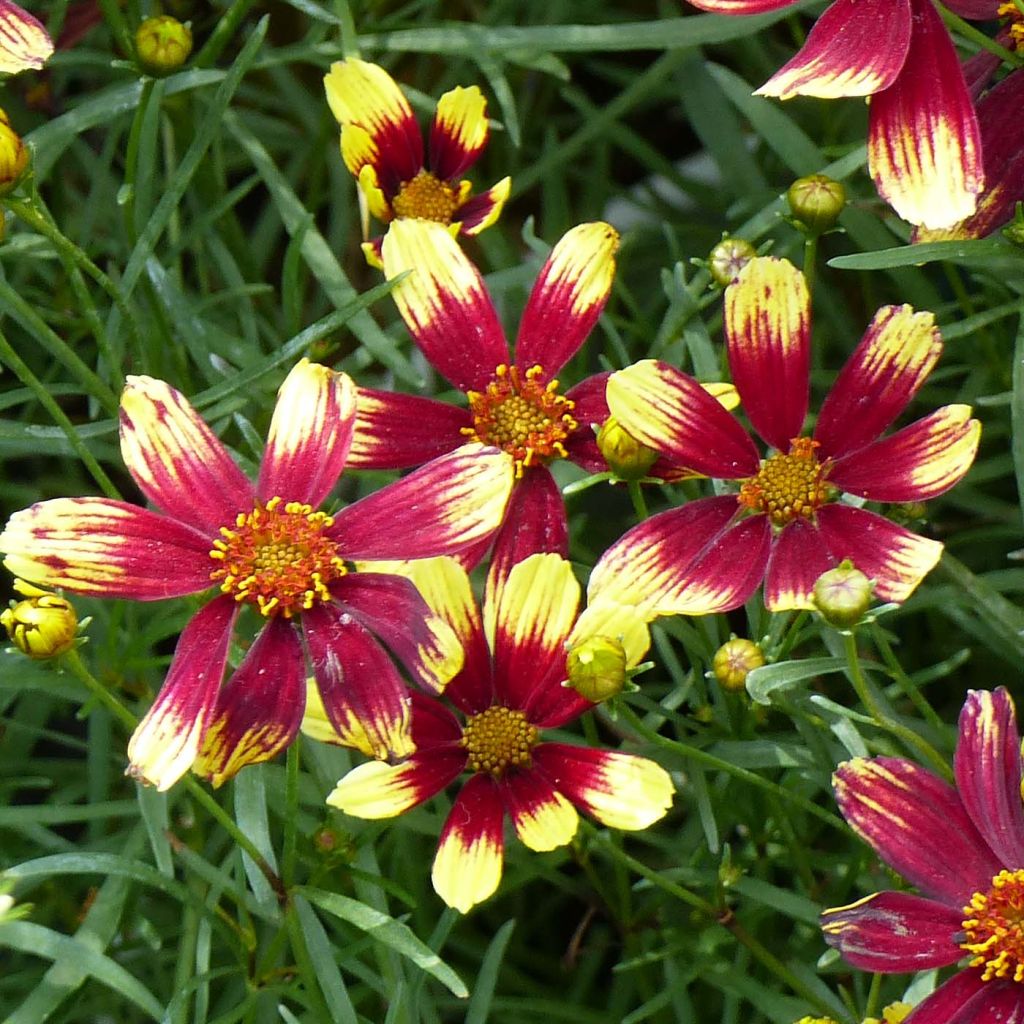 Coreopsis verticillata Bengal Tiger