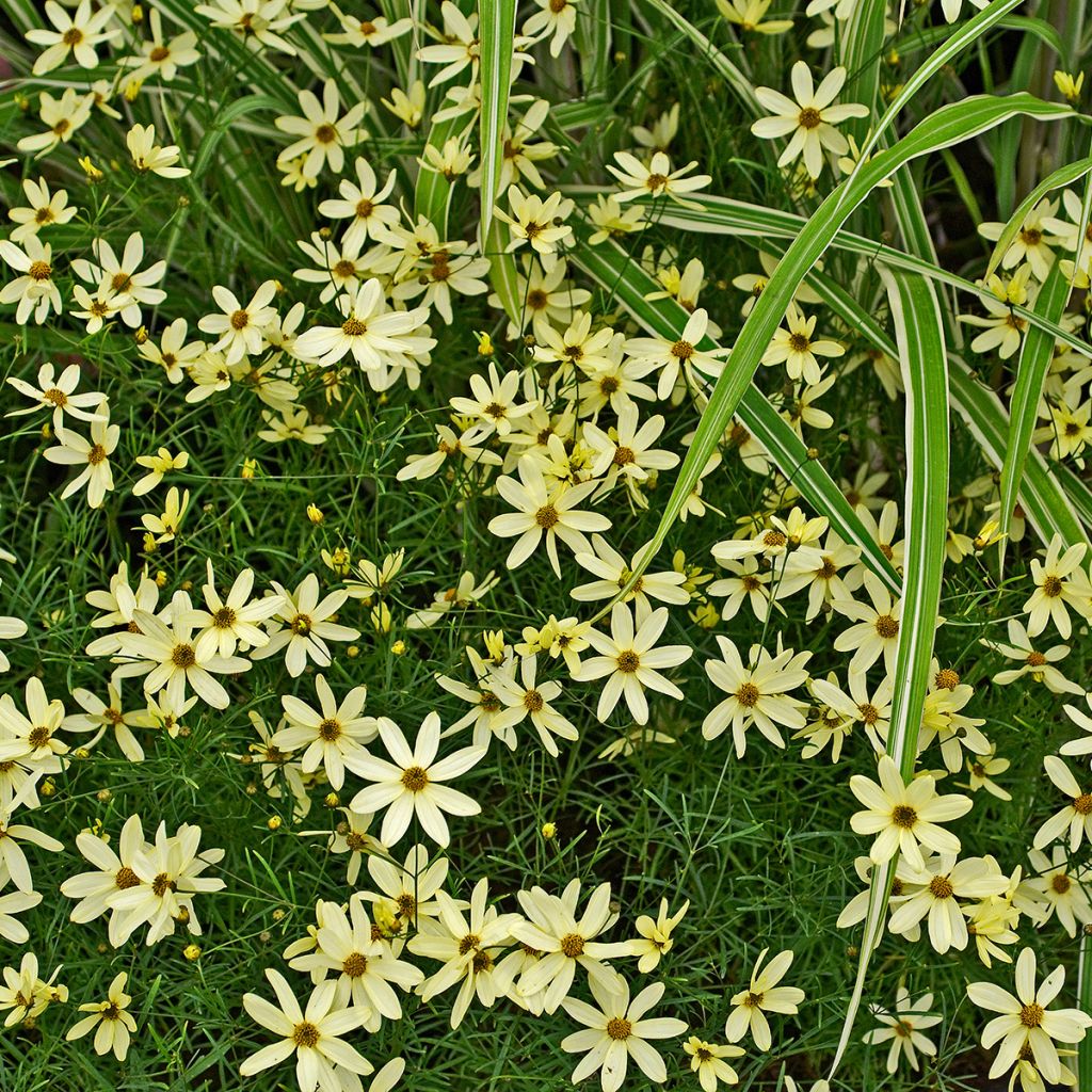 Coreopsis verticillata Moonbeam