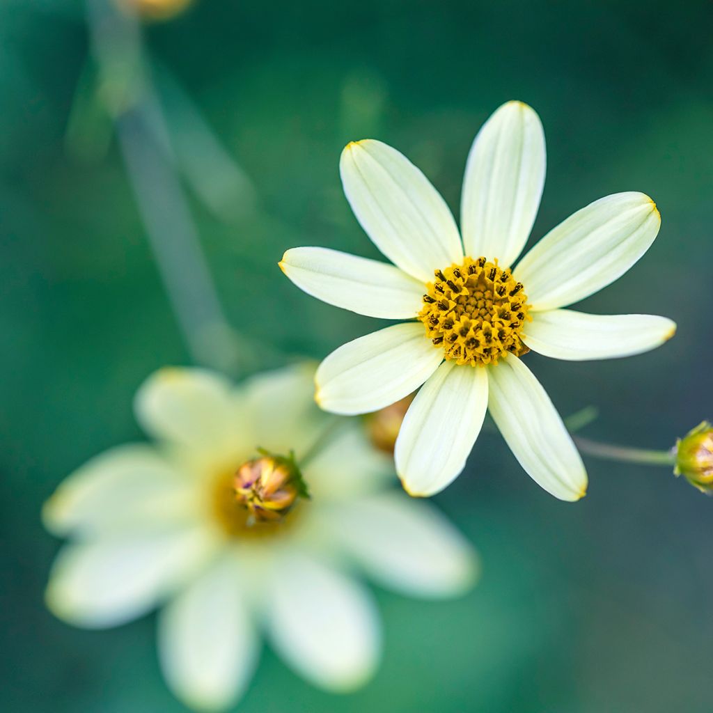 Coreopsis verticillata Moonbeam