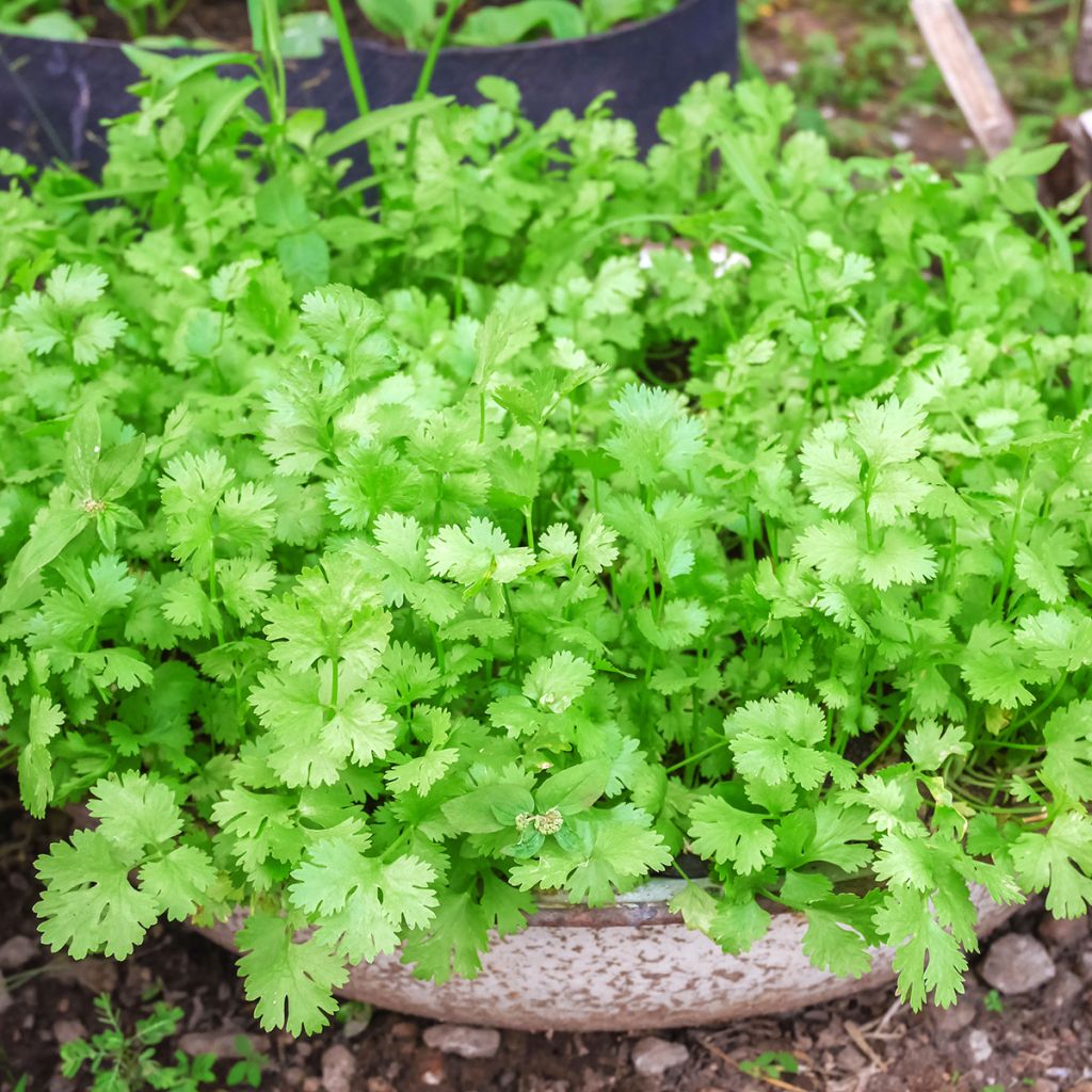 Cultivated Coriander - Coriandrum sativum