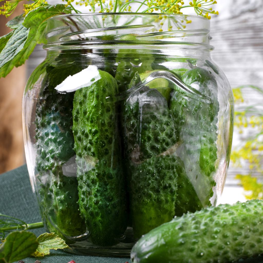 Gherkin Diamant F1