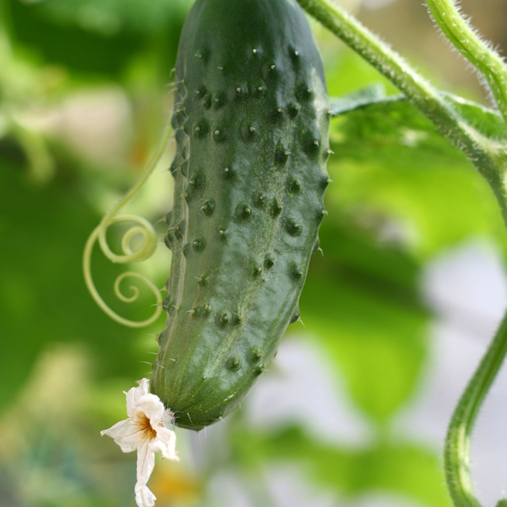 Cucumber Levina F1 - Cucumis sativus