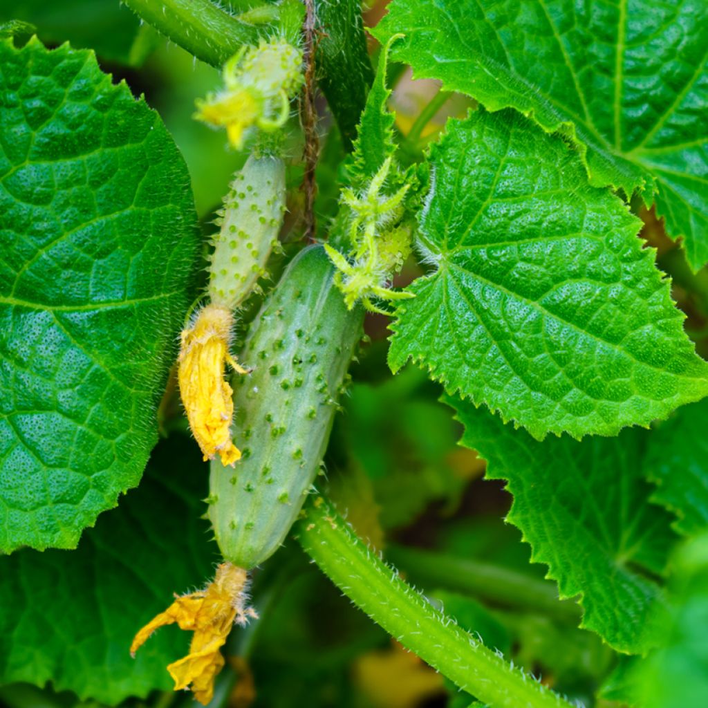 Gherkin Parigyno HF1 - Vilmorin Seeds