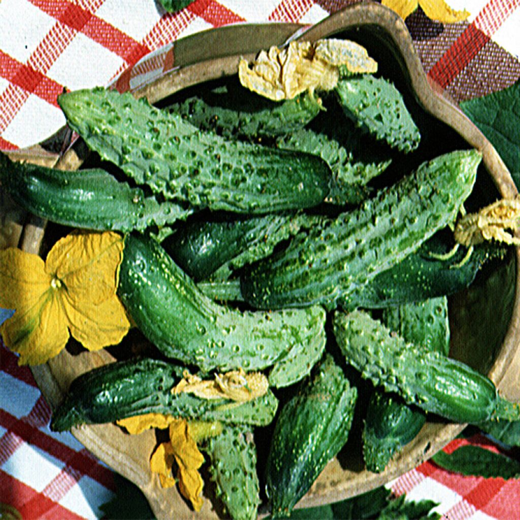 Gherkin Fin de Meaux - Ferme de Sainte Marthe Seeds