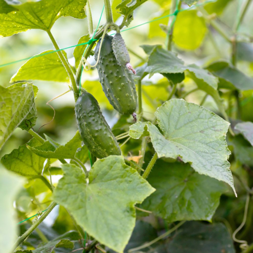 Gherkins Vert Petit de Paris organic seeds - Cornichon