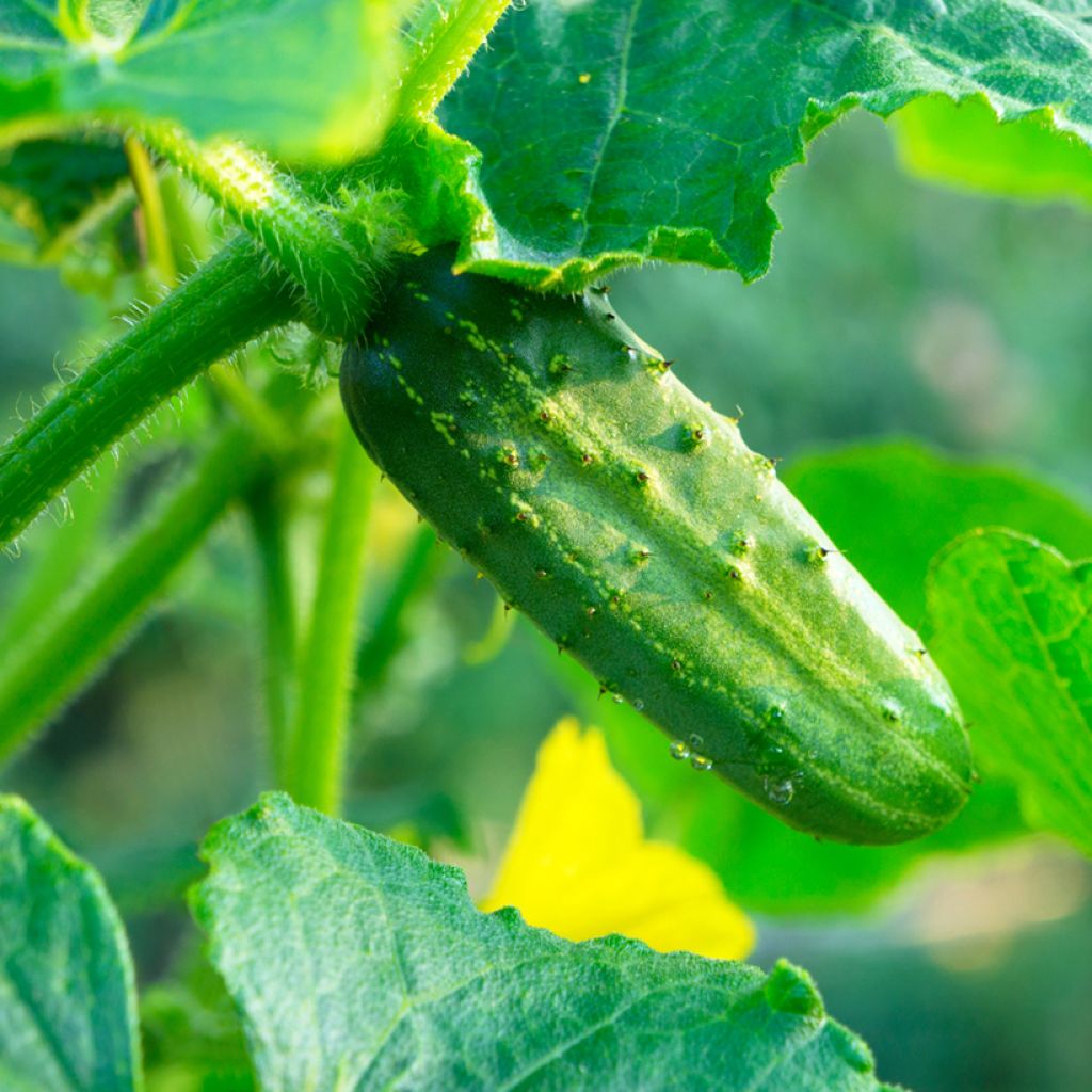 Gherkin Parisian - Vilmorin Seeds