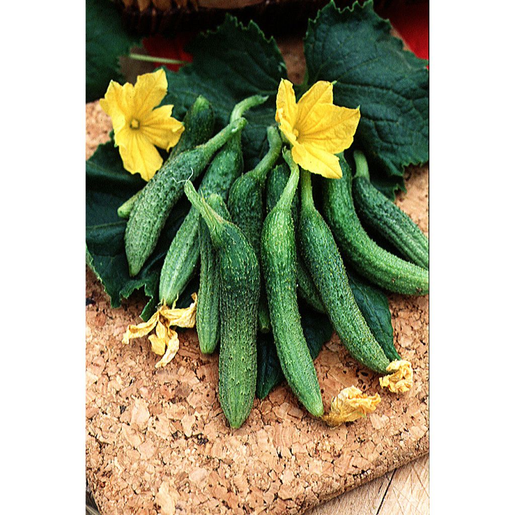 Cucumber Improved Bourbonne - Cucumis sativus