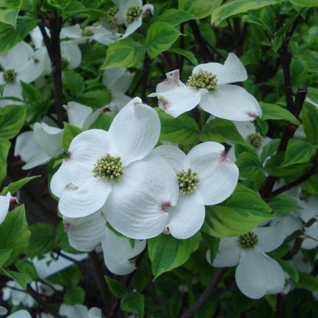 Cornus florida Rainbow - Flowering Dogwood