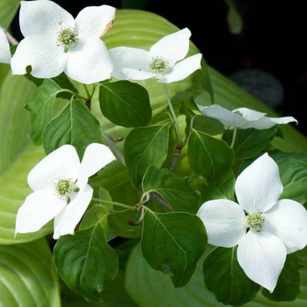 Cornus kousa China Girl - Flowering Dogwood