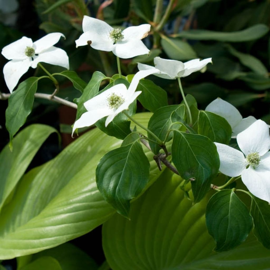 Cornus kousa China Girl - Flowering Dogwood