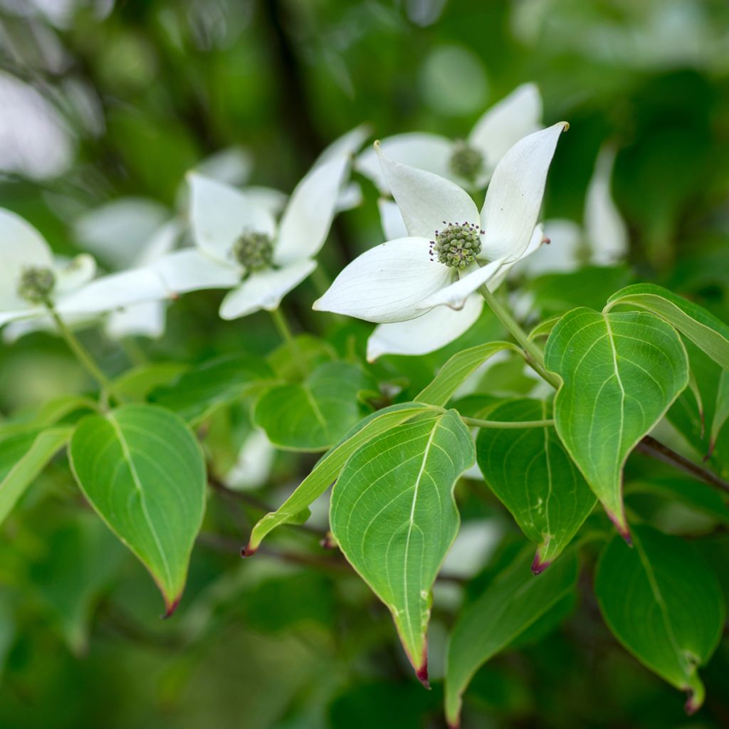 Cornus kousa Milky Way - Flowering Dogwood
