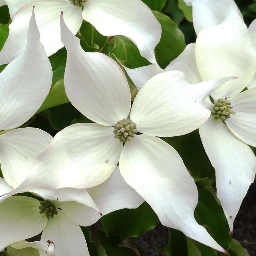 Cornus kousa Weisse Fontaine - Flowering Dogwood