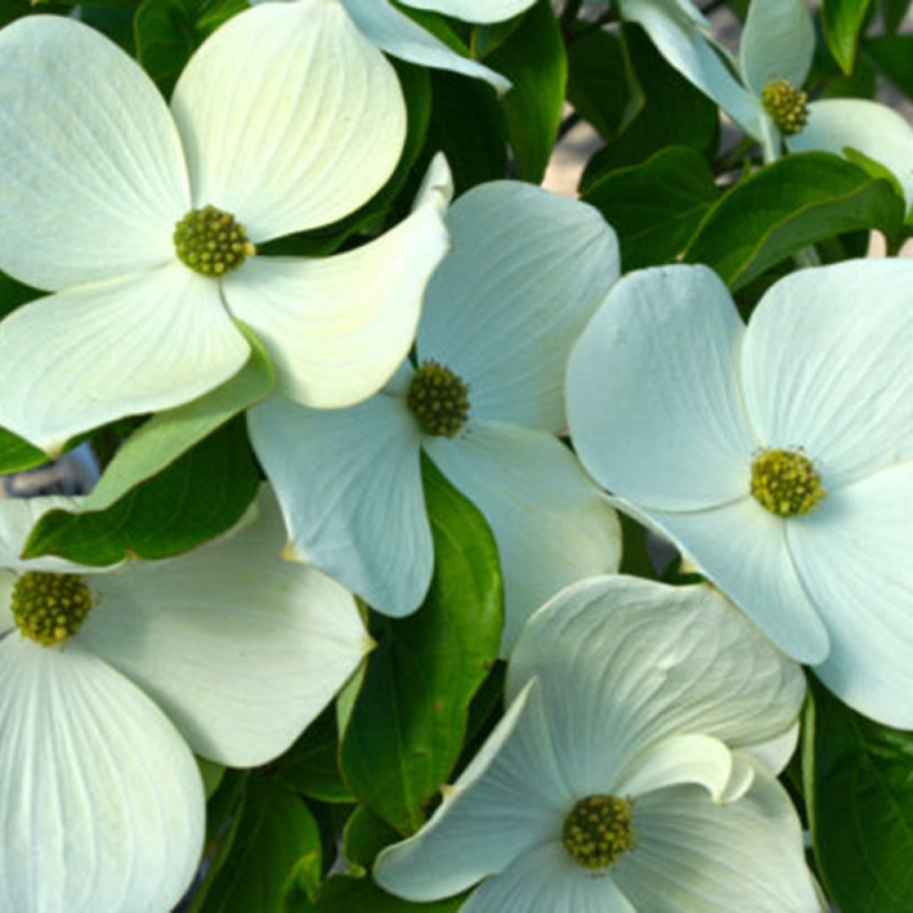 Cornus elwinortonii Starlight - Flowering Dogwood