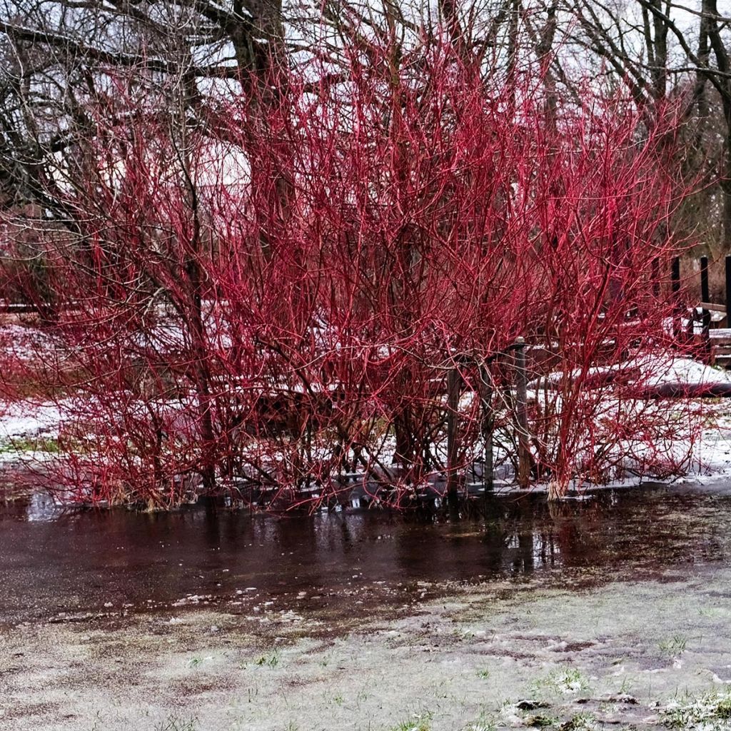 Cornus alba