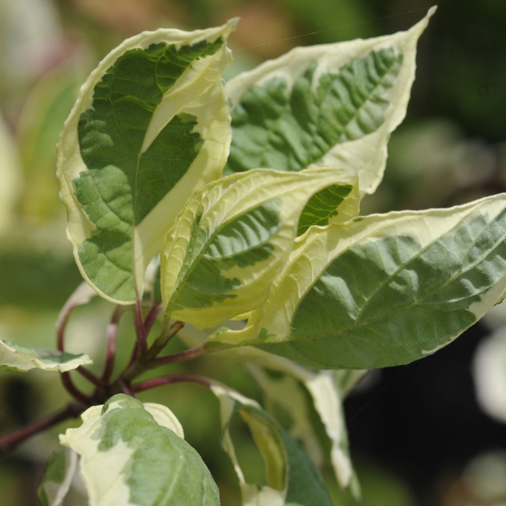 Cornus alba Cream Cracker - White Dogwood