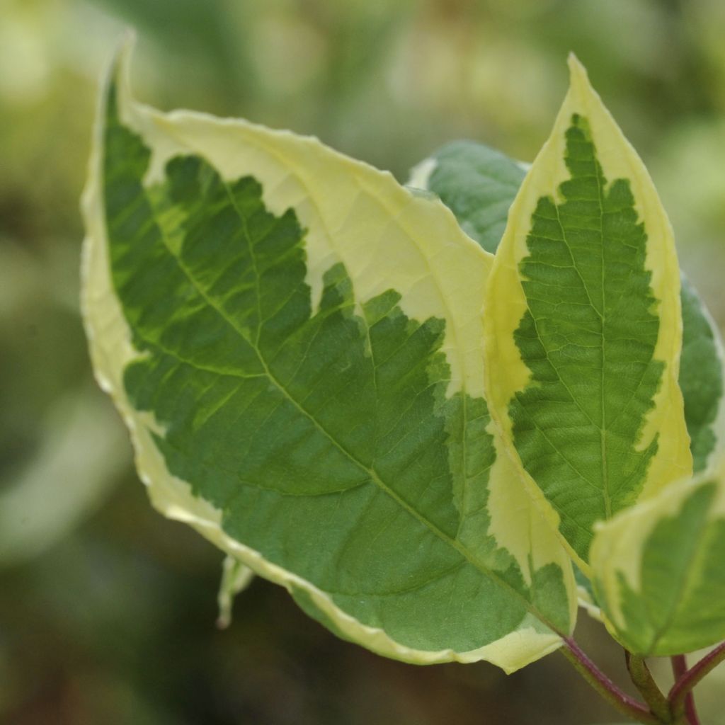 Cornus alba Cream Cracker - White Dogwood
