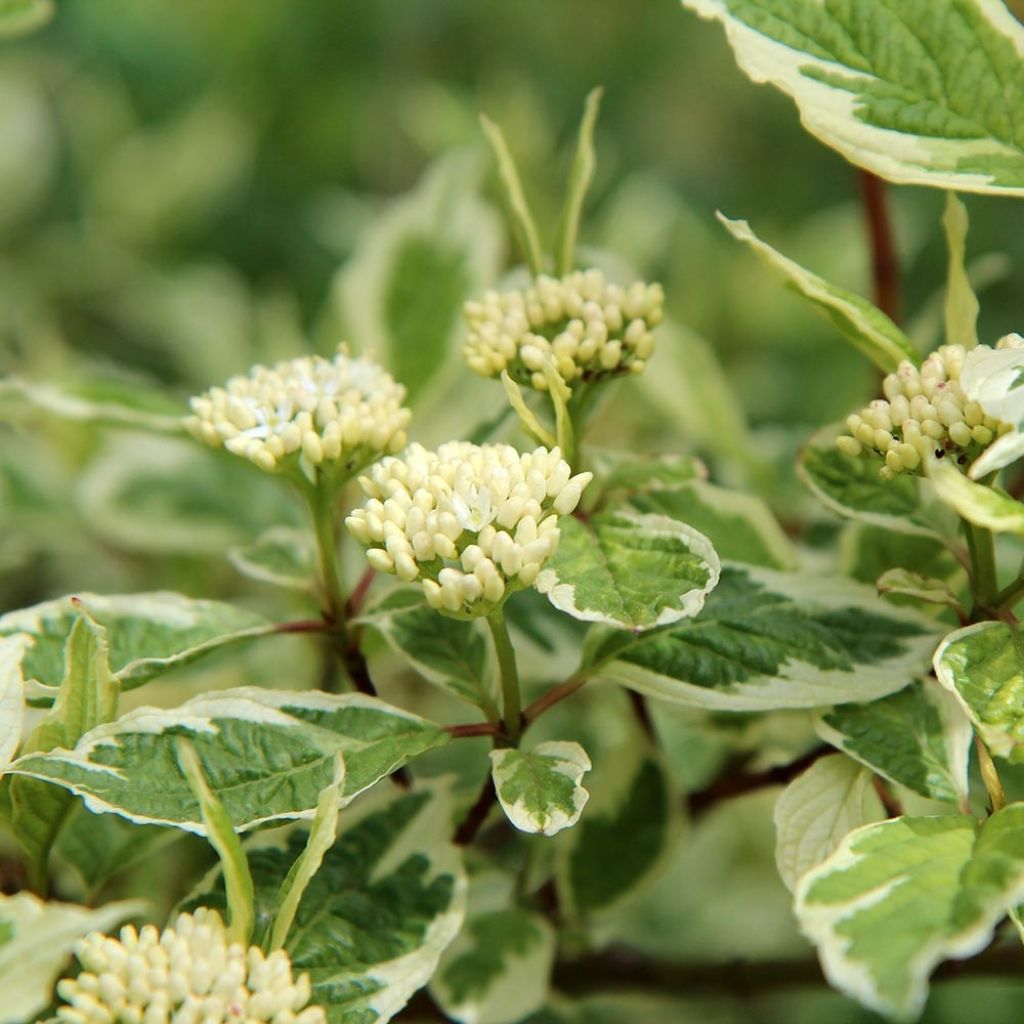 Cornus alba Elegantissima - White Dogwood