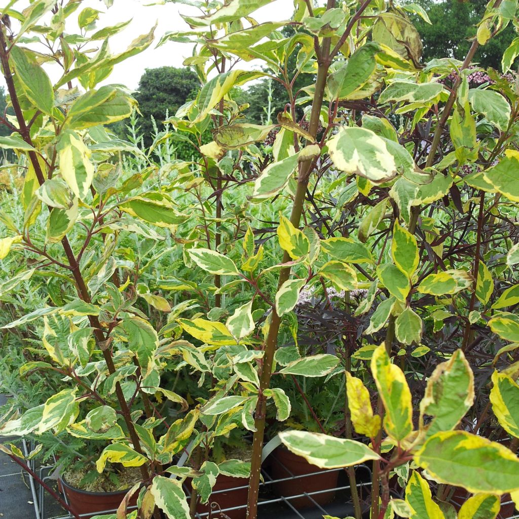 Cornus alba Gouchaultii - White Dogwood