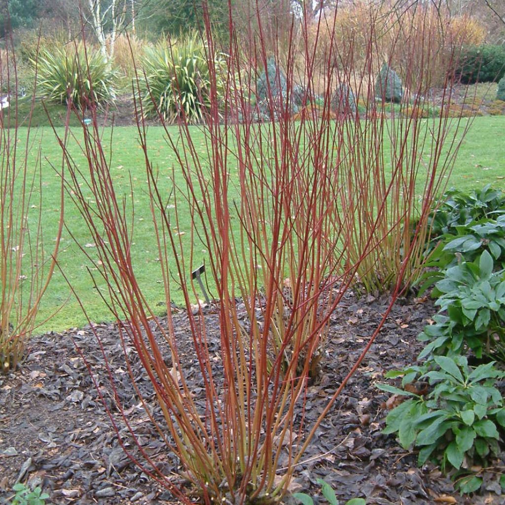 Cornus alba Ivory Halo - White Dogwood