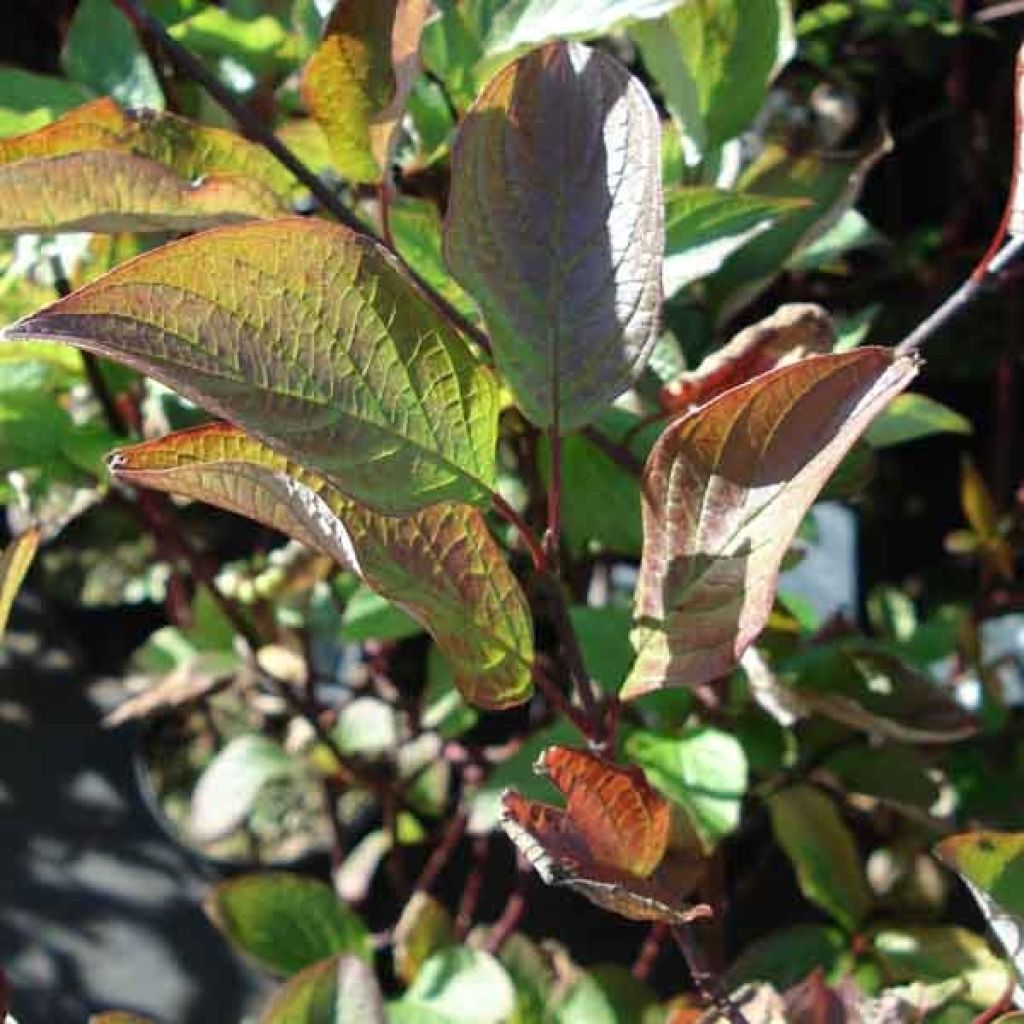 Cornus alba Kesselringii - White Dogwood