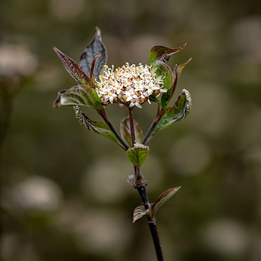 Cornus alba Kesselringii - White Dogwood
