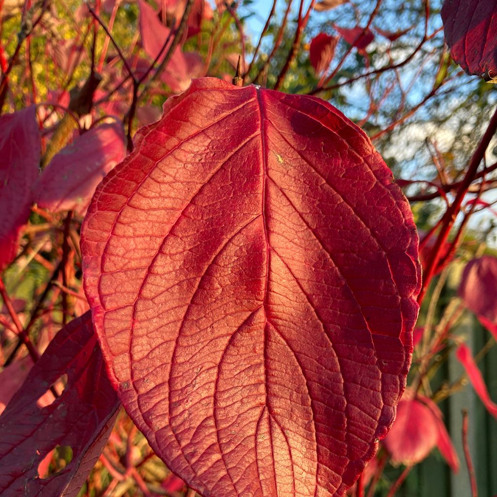 Cornus alba Kesselringii - White Dogwood