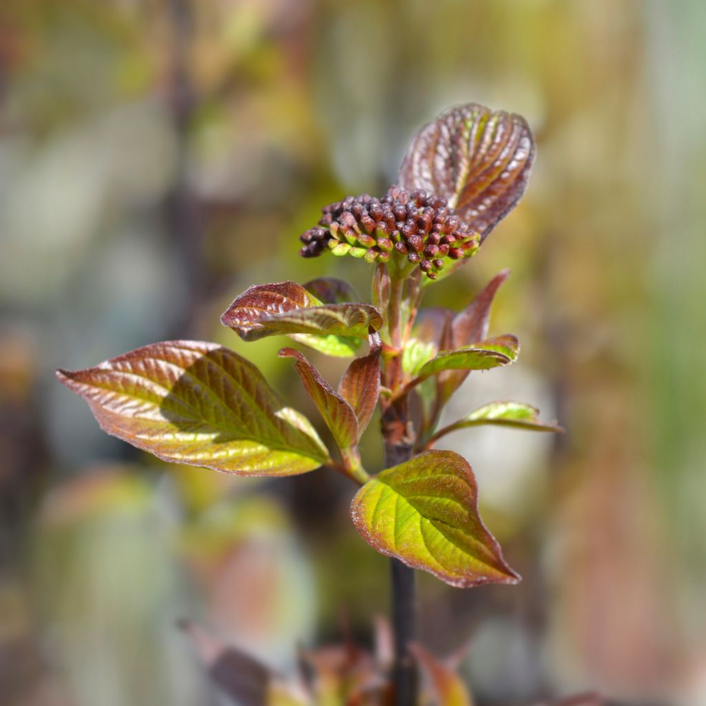 Cornus alba Kesselringii - White Dogwood