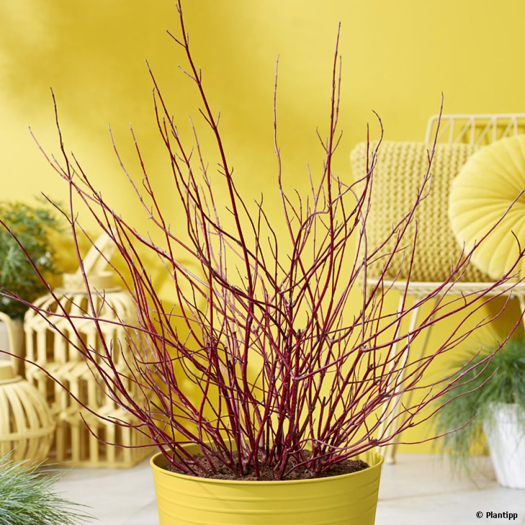 Cornus alba Miracle - White dogwood