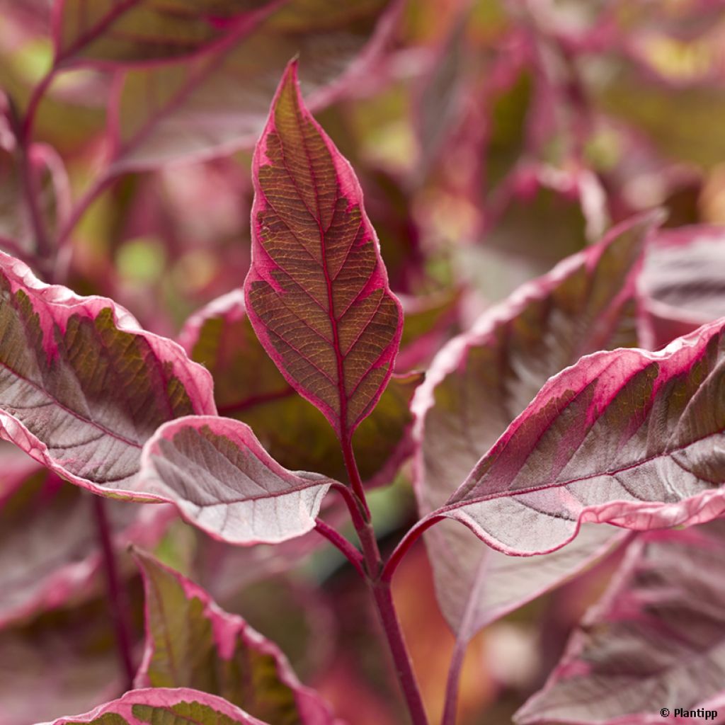 Cornus alba Miracle - White dogwood