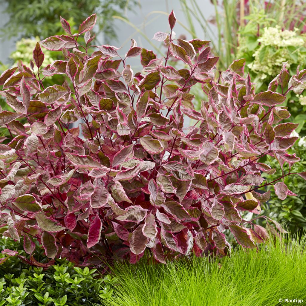 Cornus alba Miracle - White dogwood