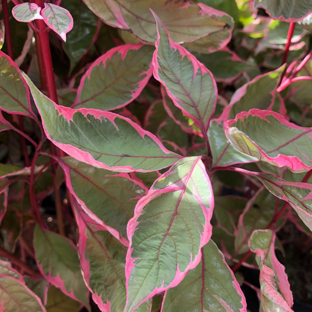 Cornus alba Miracle - White dogwood