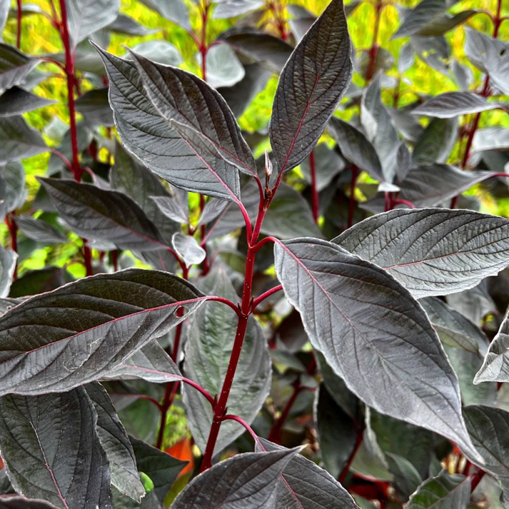 Cornus alba Nightfall - White Dogwood
